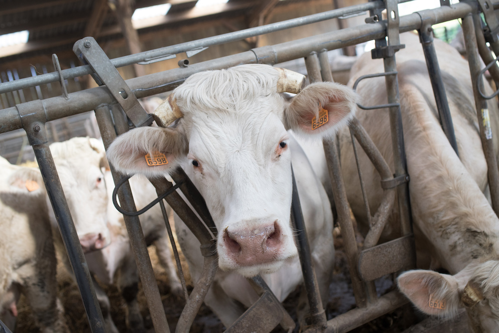 Galerie Ferme de la Motte